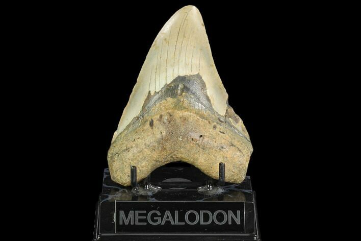 Fossil Megalodon Tooth - North Carolina #124681